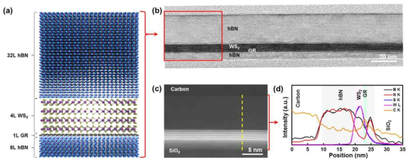 (a) hBN/WS2/GR/hBN 적층 구조의 모식도 및 (b) TEM cross section 이미지. (c) STEM cross section 이미지 및 (d) EELS 측정 결과