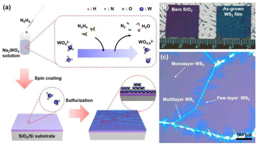(a) N2H4 reducion agent를 활용한 WS2 박막 성장 과정의 모식도 (b) SiO2 기판과 성장된 WS2 박막의 사진 (c) 성장된 WS2 박막의 광학현미경 이미지
