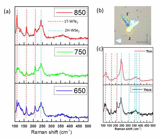 (a) 각 온도에서 selenization을 수행한 후의 1T-WTe2 샘플의 Raman spectra. (b) 750 도에서 selenization 후의 광학이미지와 (c) Raman spectra