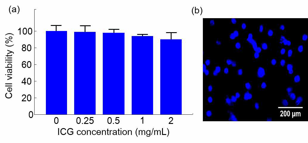 ICG 농도에 따른 중간엽 줄기세포 생존율(좌) 및 DAPI 이미지(우)