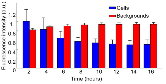 세포괴사 과정의 중간엽 줄기세포 및 background의 시간에 따른 형광 신호 정량화