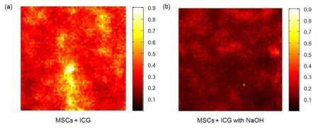 ICG에 표지된 중간엽 줄기세포의 광음향 신호. 세포괴사 전(좌)과 후(우)의 이미지