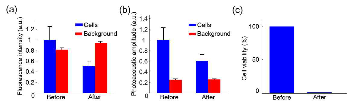 정량화된 광음향 신호세기(좌) 및 세포생존율(우)