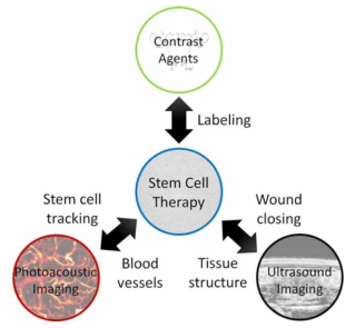 융합형 초음파/광음향을 이용한 이미징 기반 줄기세포치료연구 개요도