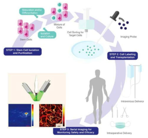 이미징 기반 줄기세포치료과정 (줄기세포 추출-배양-표지-주입-초음파/광음향 이미징)