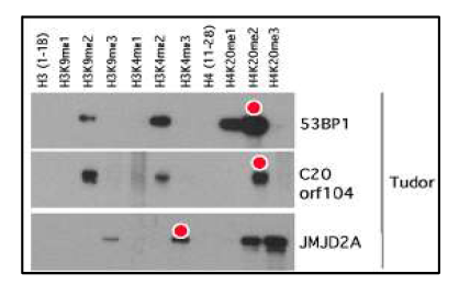 chromatin-associated domain array결과를 GST-pulldown으로 증명