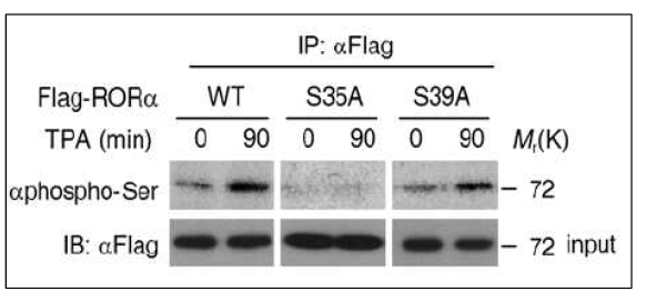 RORα 35번 세린 잔기의 인산화 증명