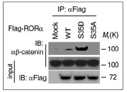 RORα 인산화에 의한 β-catenin과의 결합 증가