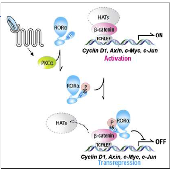 RORα 인산화에 의한 Wnt 신호억제 기작 모델