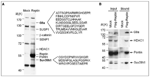 (좌) Reptin과 결합하는 인자를 affinity chromatography로 동정 (우) immunoblot으로 Reptin과의 결합을 확인