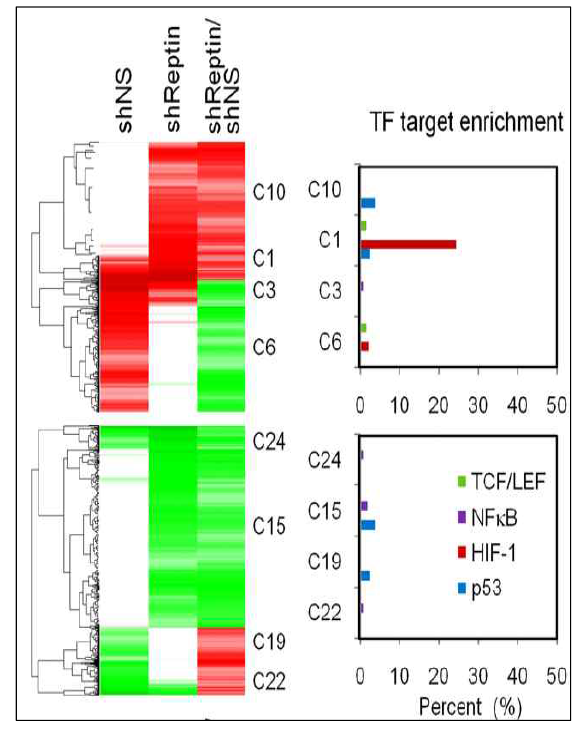 cDNA microarray를 통한 Reptin 의존적 표적유전자 분석