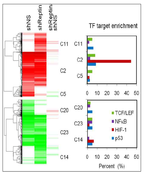 cDNA microarray를 통한 Reptin 비의존적 표적유전자 분석