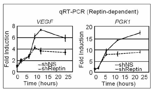 Reptin을 knockdown 한 세포에서 저산소 반응시 Reptin 의존적 표적 유전자들의 mRNA 발현양 비교