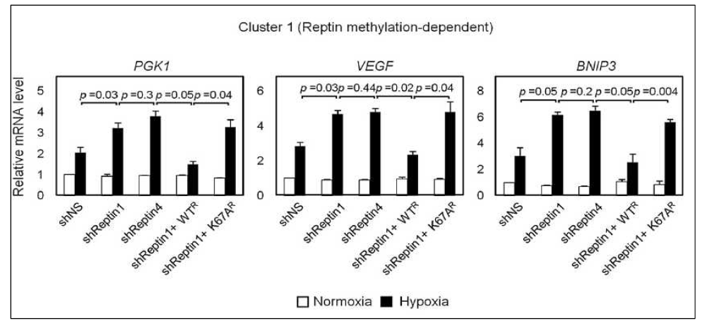 Reptin 의존적 표적 유전자들에서 Reptin 메틸화의 중요성을 확인하는 qRT-PCR