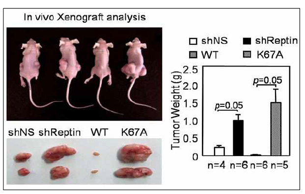 Reptin을 knockdown 시키거나 Reptin K67A 돌연변이체를 과발현 시키고 종양 생성을 측정한 실험