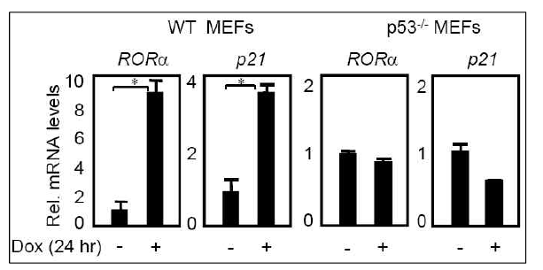 DNA 손상 신호에서 p53에 의한 RORα의 mRNA양 조절