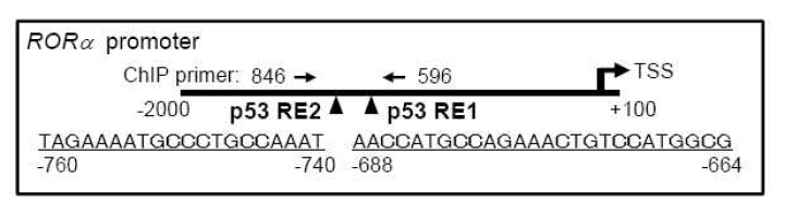 RORα 프로모터 부위에 존재하는 p53 결합부위 모식도