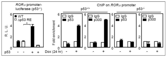 RORα 프로모터에서 p53 결합부위의 기능을 luciferase assay와 ChIP assay