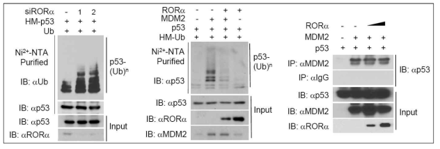 RORα를 knockdown하거나 과발현시키면서 p53 ubiquitination 정도의 변화를 관찰함. 또한 p53과 MDM2 사이의 결합에 RORα가 영향을 미치는지 여부를 면역 침전법으로 확인함