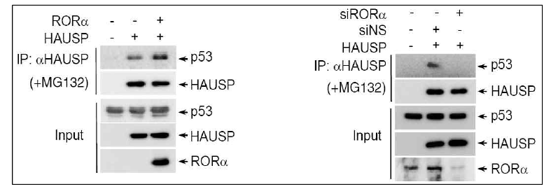 RORα에 의한 p53과 HAUSP의 결합 조절