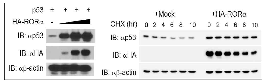 p53 단백질은 RORα에 의해 안정화됨을 확인