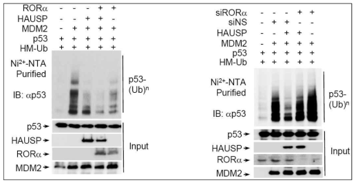 RORα에 의한 p53 유비퀴틴화 조절