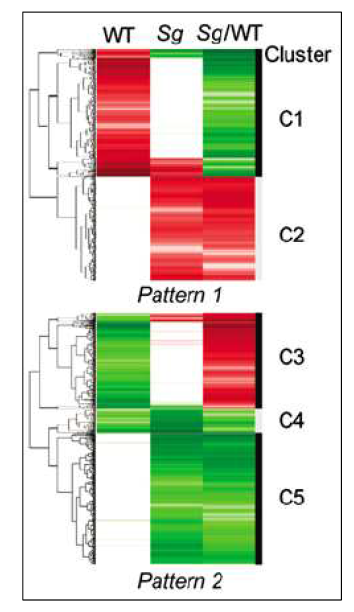 cDNA microarray 에서 RORα 의존적 표적 규명