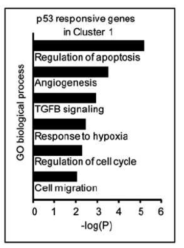 cluster 1은 세포사멸에 관여된 유전자군들로 밝혀짐