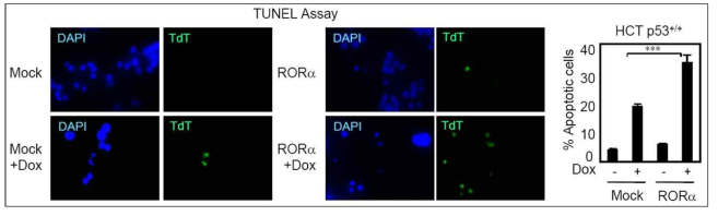 암세포주에서 TUNEL assay 수행