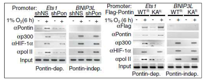 ChIP를 통한 Pontin 메틸화 기능 규명
