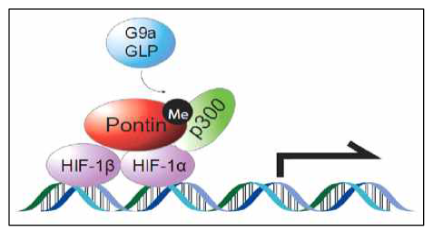 Pontin 메틸화 기능의 모델