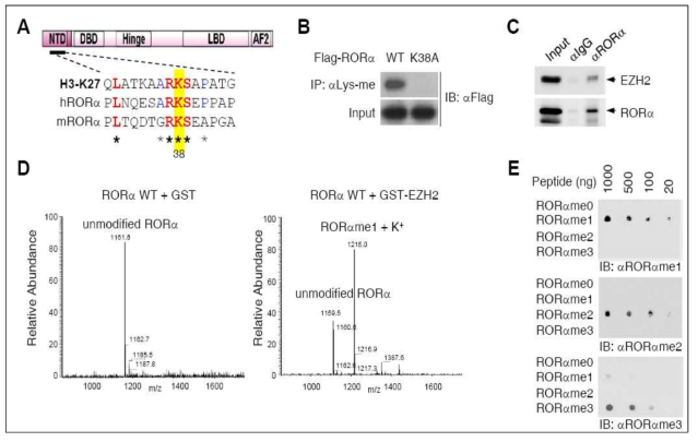 (A) RORα에서 히스톤 유사서열 발견, (B) RORα 메틸화 확인 (C) RORα와 EZH2 효소와 결합 (D) LC-MS/MS로 RORα가 EZH2에 의해 모노메틸화 됨을 확인 (E) RORα mono-, di-, tri-메틸 항체 제작