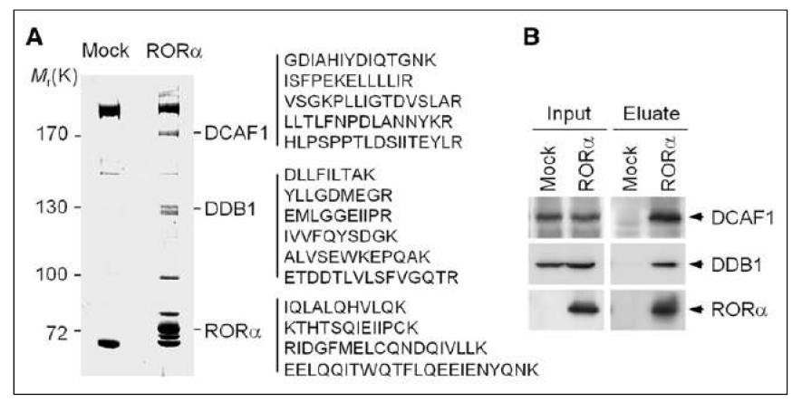 (A) Affinity chromatography를 통해서 RORα과 결합하는 단백질로 DDB1과 DCAF1을 발견함. (B) eluate에서 DCAF1과 DDB1이 있음을 확인함