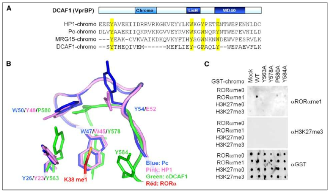 (A) DCAF1에서 새로운 chromo domain 발견 및 결합에 중요한 아미노산 표시 (B) mono-메틸화된 RORα가 DCAF1의 chromo domain에 결합한 구조 모델링 (C) DCAF1의 chromo domain의 주요 아미노산을 치환하여 peptide binding assay 수행