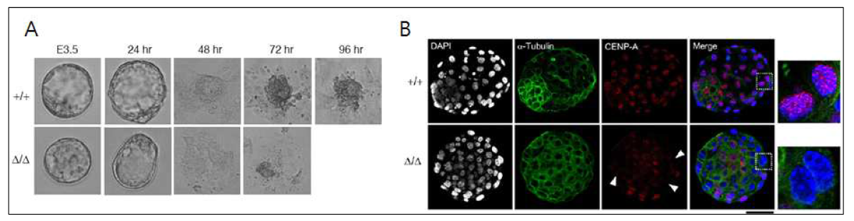 Mis18α 유전자 결손 마우스의 배아 세포에서 CENP-A가 동원체에 위치하지 못함을 확인