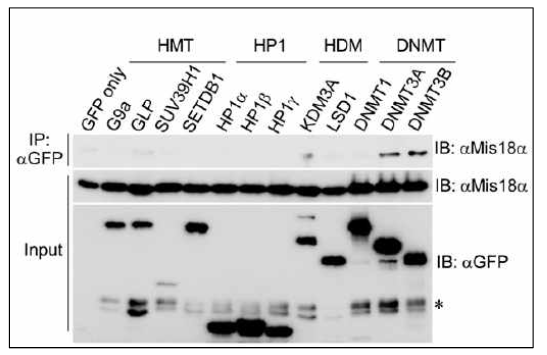 Mis18α가 DNA 메틸화 효소인 DNMT3A/3B 와 결합하는 것을 확인