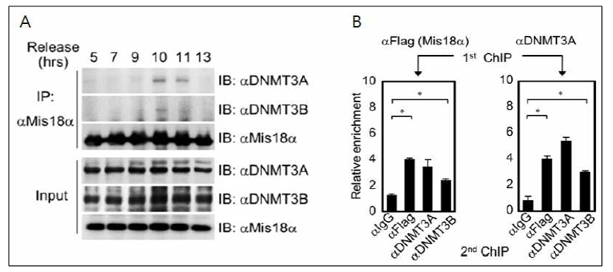 Mis18α/DNMT3A/3B 복합체는 분열기의 세포에서만 만들어지고, 이 복합체는 동원체의 동일한 DNA 부분에 같이 결합하고 있음을 확인