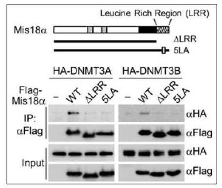 Mis18α와 DNMT3A/3B 가 Mis18α의 C 말단부위의 루신들을 통해 결합하고 있음을 확인