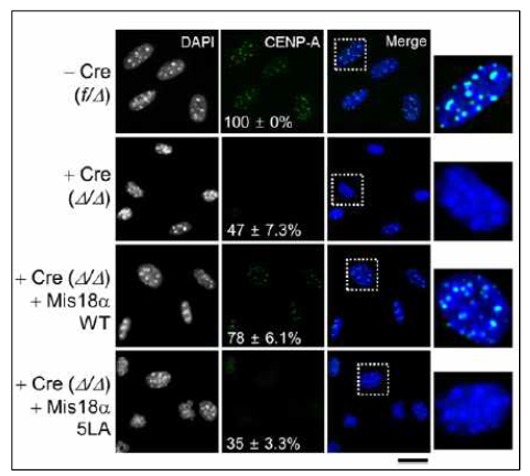 DNA 메틸화 효소와 결합하지 못하는 Mis18α는 CENP-A를 동원체에 위치 시킬 수 없음