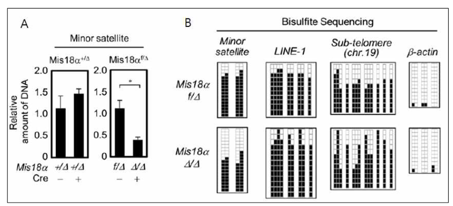 동원체 DNA의 메틸화가 Mis18α에 의해 조절됨