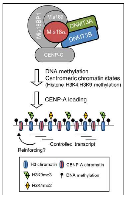 동원체에서 Mis18α의 CENP-A 조절 메커니즘 요약