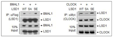 LSD1의 인산화 여부에 따른 BMAL1, CLOCK과의 결합 차이