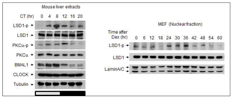 마우스 간 조직과 마우스 배아 섬유아세포 (MEFs)에서 LSD1 인산화의 변화