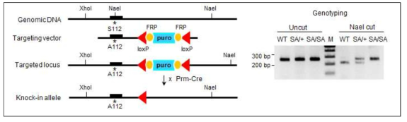 LSD1 KI construct 제작 strategy 및 genotyping 결과