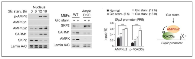 당결핍에 따른 AMPK 활성화 관찰 및 AMPK-FOXO3a에 의존적인 SKP2 전사량 조절