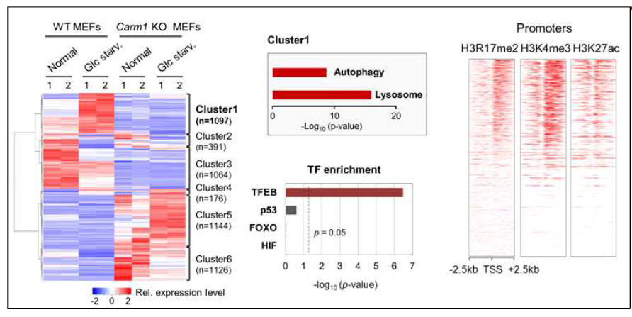 CARM1 유전자 결손 MEFs에서 당 결핍 후 RNA-seq과 ChIP-seq을 수행한 결과