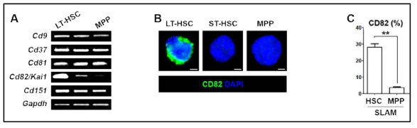 조혈 줄기세포에서의 CD82의 특이적 발현