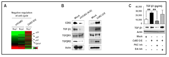 PKCα 신호경로를 통한 CD82/KAI1의 TGFβ 신호전달경로의 활성화