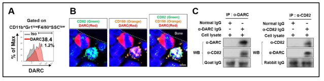 Macrophage에서 발현되는 DARC와 CD82/KAI1의 결합
