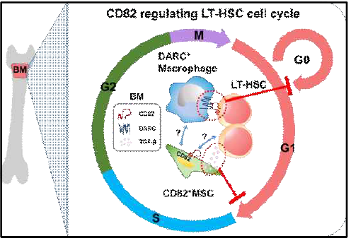 조혈 줄기세포 유지에서의 CD82